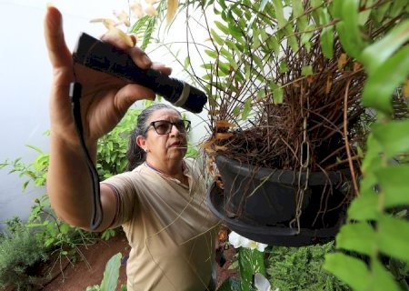 Boletim Epidemiológico: MS registra 7.928 casos confirmados de dengue