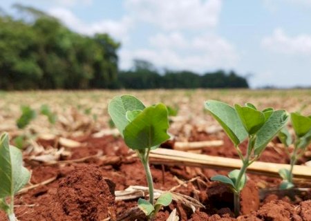 Clima desafia produtores no início da safra de soja 25/26