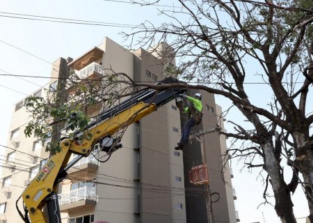 Começa supressão de 392 árvores condenadas a desabar em Dourados
