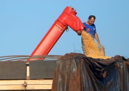 Mato Grosso do Sul bate recorde na produção de milho, superando 14 milhões de toneladas