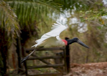 Mato Grosso do Sul reforça liderança no turismo responsável em fórum nacional