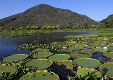 Pantanal brasileiro é destaque em campanha global inédita com a National Geographic