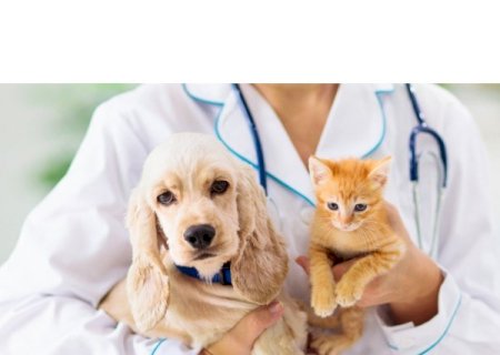 Deputado propõe inclusão de campanhas para pets no calendário oficial