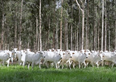 Declaração de Rebanho: segunda etapa da campanha da Iagro começa em 1º de novembro