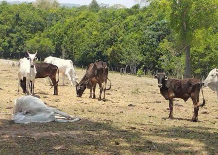 Fazendeiro é multado em mais de R$ 524 mil por deixar 500 bois em desnutrição aguda