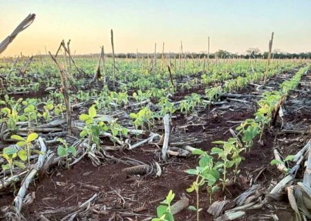 MS tem 20% das lavouras de soja em condi&ccedil;&atilde;o abaixo do esperado