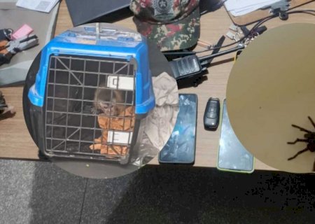 Criminosos são presos por tráfico de animais silvestres em Bodoquena