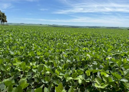 MS atinge 95% do plantio de soja e entra na reta final da operação