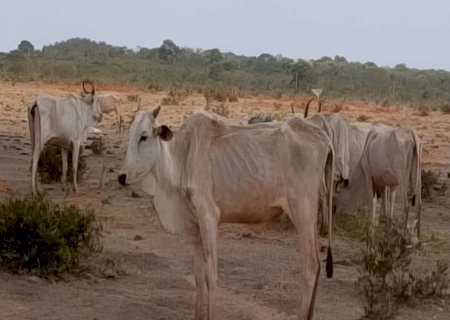 Fazendeiro leva multa de R$ 9 milhões por 8 mil bois morrendo em MS