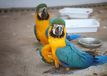 Governo de MS inaugura centro de triagem de animais silvestres em Três Lagoas