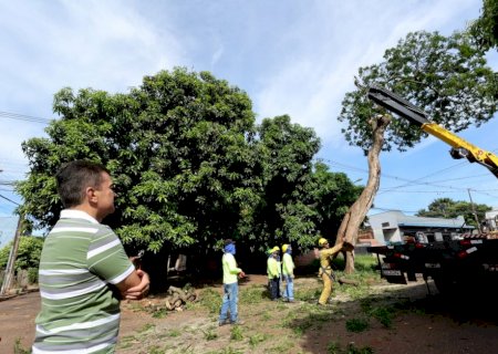 Prefeitura avança com plano de arborização urbana e remoção de árvores condenadas