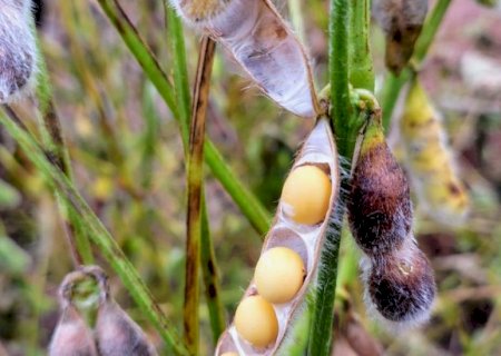 Colheita da soja avança em Mato Grosso do Sul e já alcança 27,7% da área acompanhada
