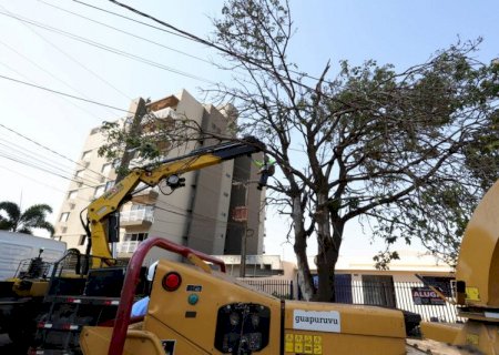 Dourados intensifica retirada de árvores comprometidas e amplia plantio de mudas