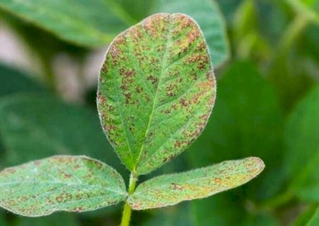 Vazio sanit&aacute;rio da soja come&ccedil;a no dia 15 de junho em Mato Grosso do Sul