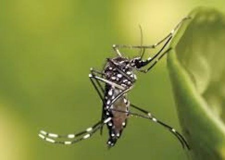 Secretaria de Saúde confirma 6 casos de chikungunya em Caarapó