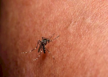 MS atinge segundo maior número de óbitos por chikungunya em série histórica