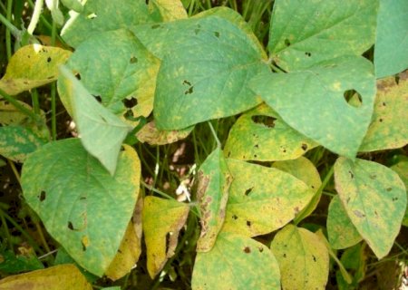 Caarapó registra focos de ferrugem asiática e acende alerta no campo; No estado já são 70 ao todo