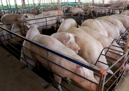 Suinocultura dispara em MS, cresce quase 50% e vira destaque no agronegócio