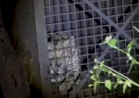 Onça-pintada é capturada em área urbana após ataques a animais em Corumbá