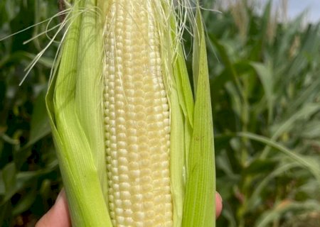 Plantio do milho segunda safra foi concluído em Mato Grosso do Sul