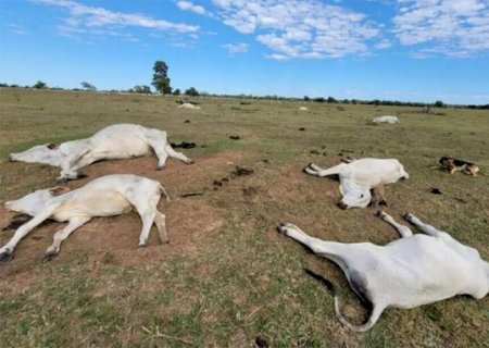 Queda na temperatura j&aacute; matou 74 bovinos em propriedades rurais