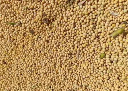 MS tem espaço para ampliar processamento da soja, aponta estudo da Aprosoja/MS