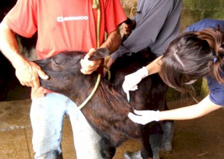 Iagro avisa: prazos para campanha de vacinação de bezerras contra brucelose continuam inalterados em MS