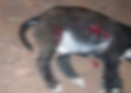 Agricultor esfaqueia cachorro até a morte em Dourados