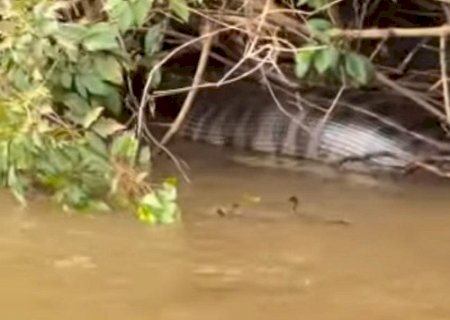 Sucuri de cerca de 6 metros é flagrada após engolir presa às margens do Rio Dourados