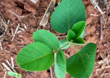 Vazio sanitário da soja prossegue até 15 de setembro em Mato Grosso do Sul