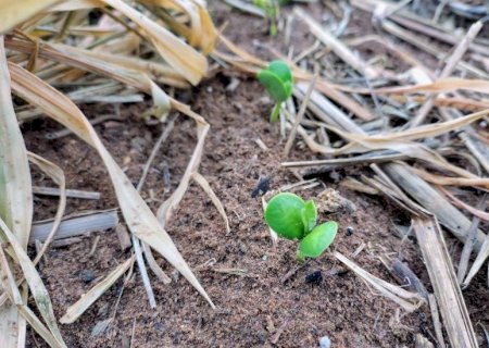 El Niño exige atenção do produtor no início do plantio da safra de soja 2026/2027 em Mato Grosso do Sul