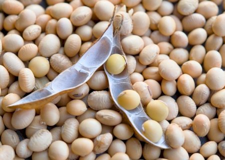 Demanda interna sustenta preços da soja e do milho em Mato Grosso do Sul