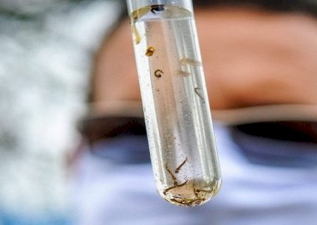 Primeira morte por dengue é registrada em MS e chikungunya já matou 28 este ano