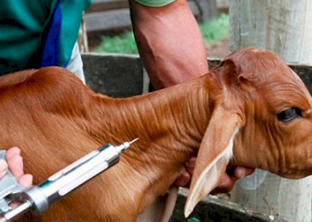 Pecuaristas devem vacinar o rebanho contra brucelose em MS