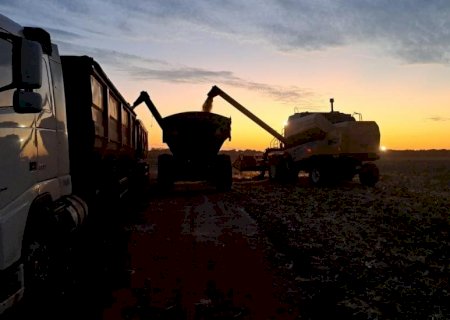 Colheita do milho avança e chega a 63,9% da área monitorada pelo Projeto SIGA-MS