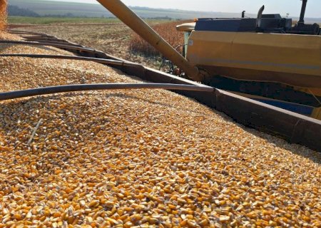 Expansão de usinas cria nova alternativa de comercialização para o milho produzido em Mato Grosso do Sul