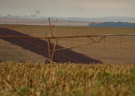 Colheita do milho 2ª safra chega a 94,9% da área acompanhada em Mato Grosso do Sul