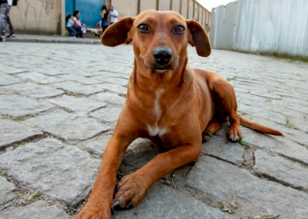 No Senado, Reinaldo ajudará a construir centro para acolhimento de pets em MS