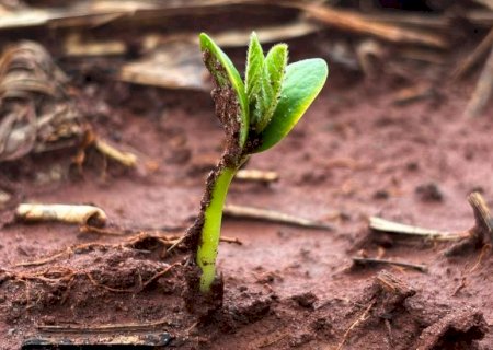 Plantio da soja avança em Mato Grosso do Sul com atenção às condições climáticas