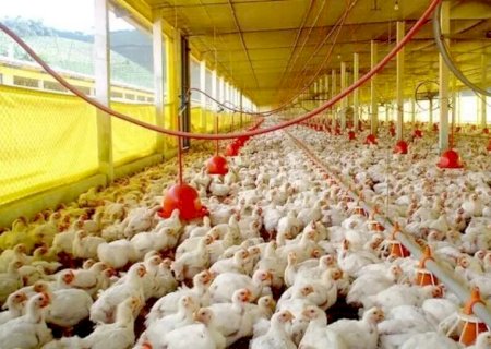 Caarapó supera 1 milhão de galináceos e aparece entre os maiores efetivos de MS