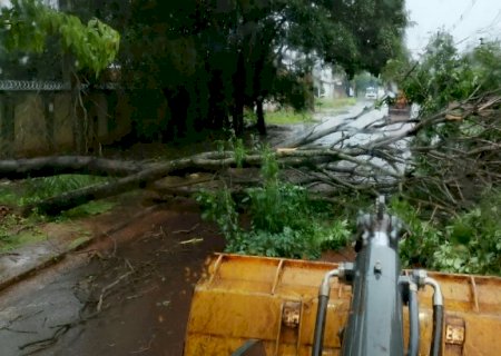 Prefeitura remove árvores após chuva superar metade da média mensal em Dourados