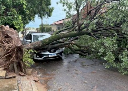 Temporal causa alagamentos, derruba árvores e deixa bairros sem energia em Aquidauana